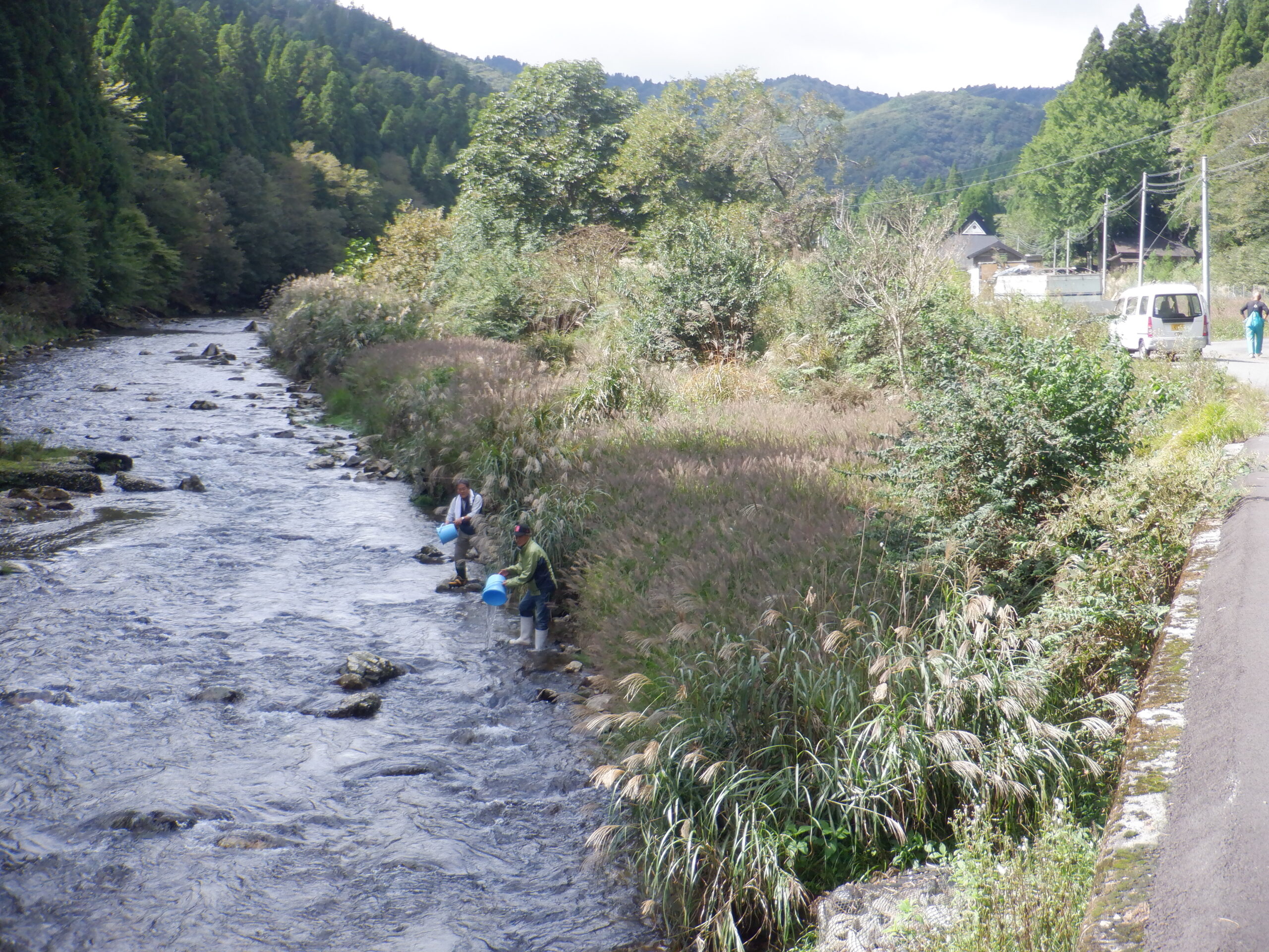 渓流魚を放流しました