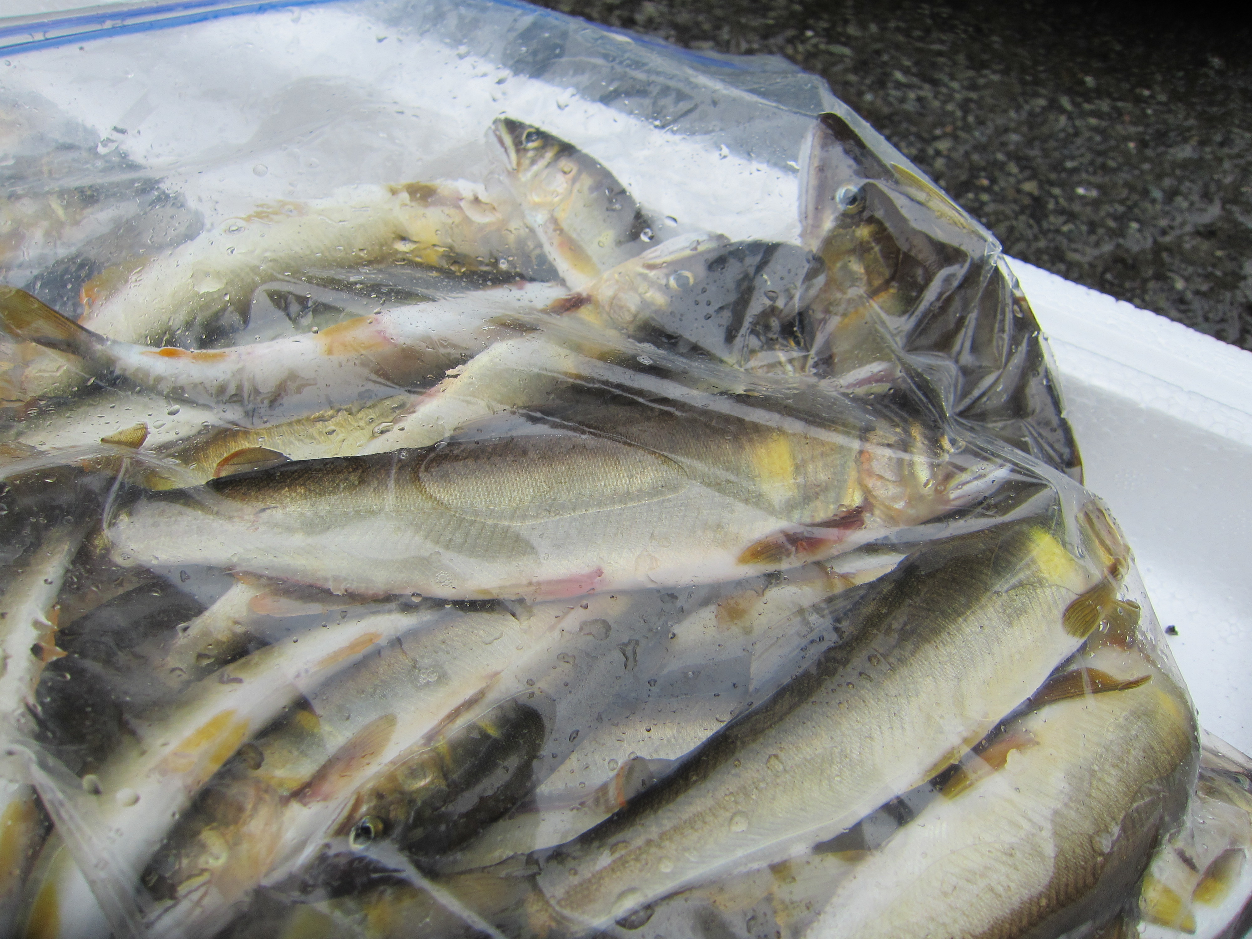 本日、アユ引掛の解禁を迎えました。その釣果です
