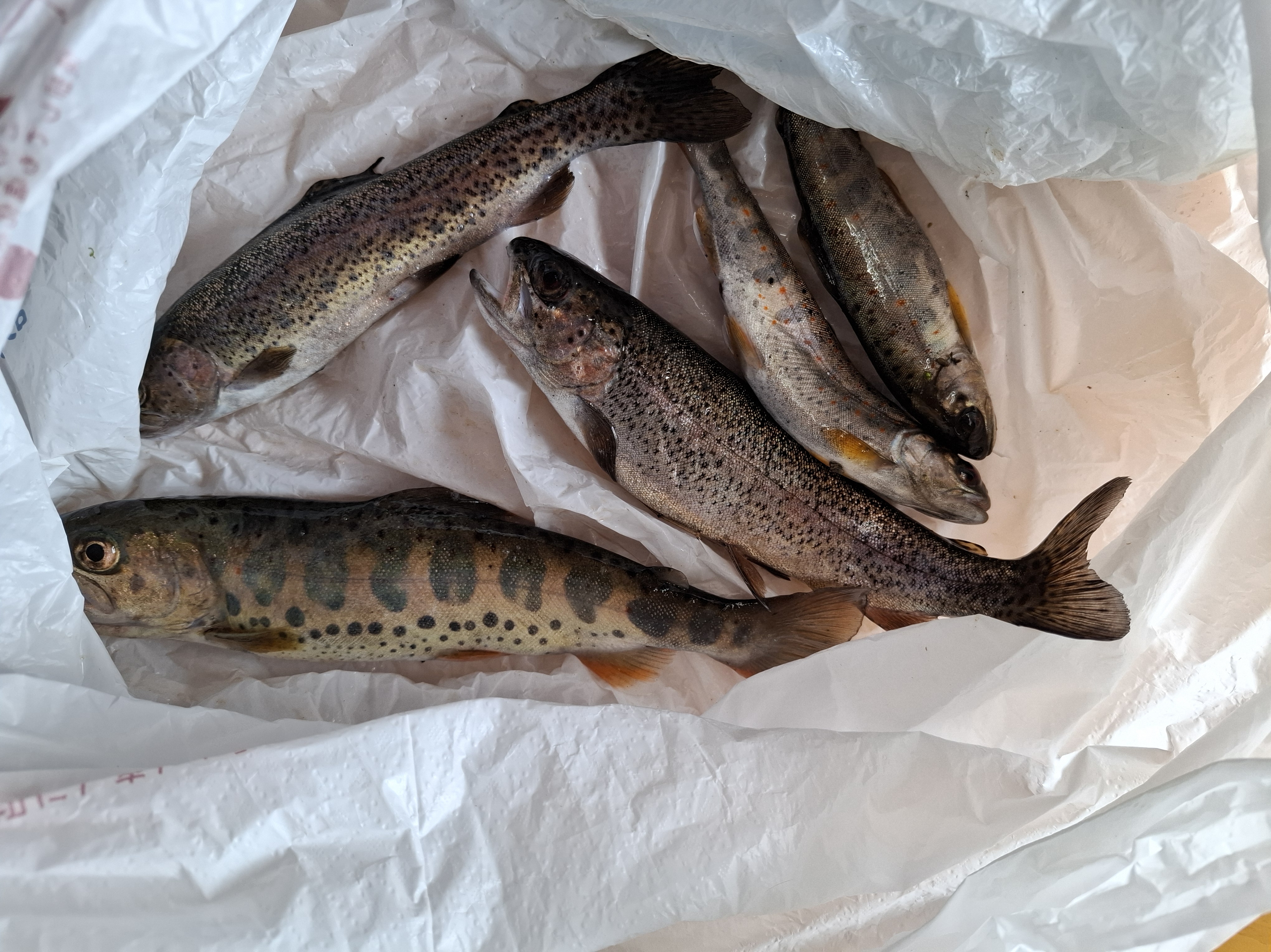 2026　渓流解禁情報