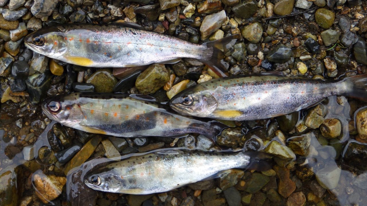 麻生川での渓流魚の釣果をいただきました🎣