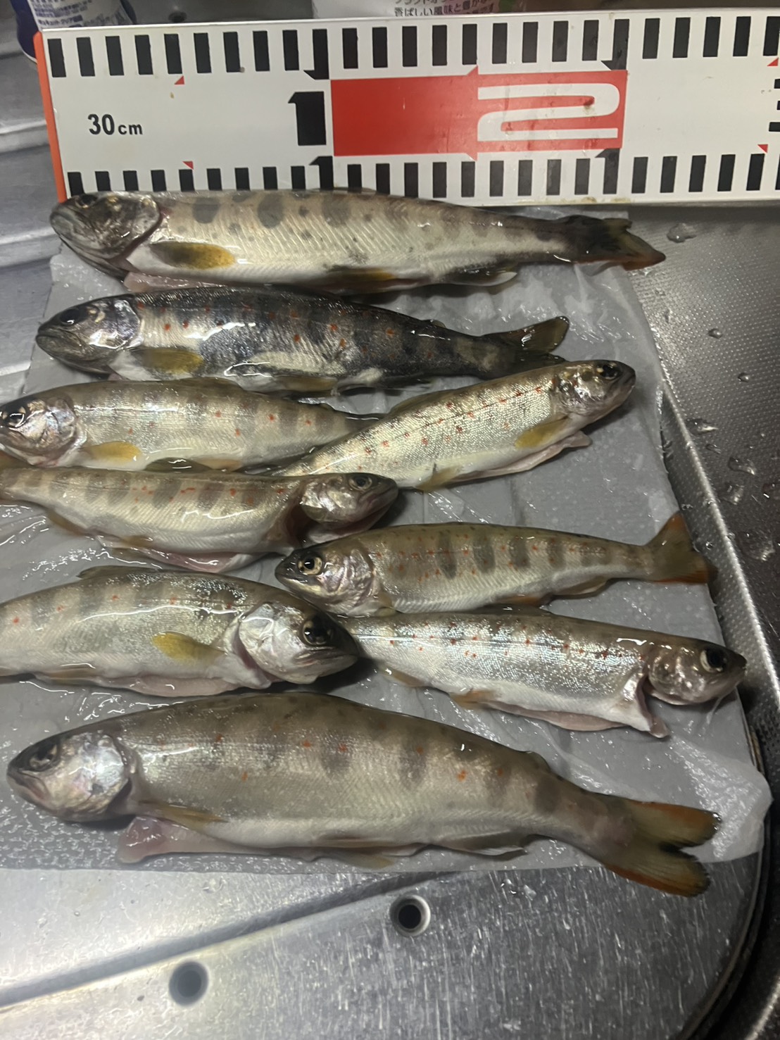 麻生川の渓流魚釣果をいただきました🎣