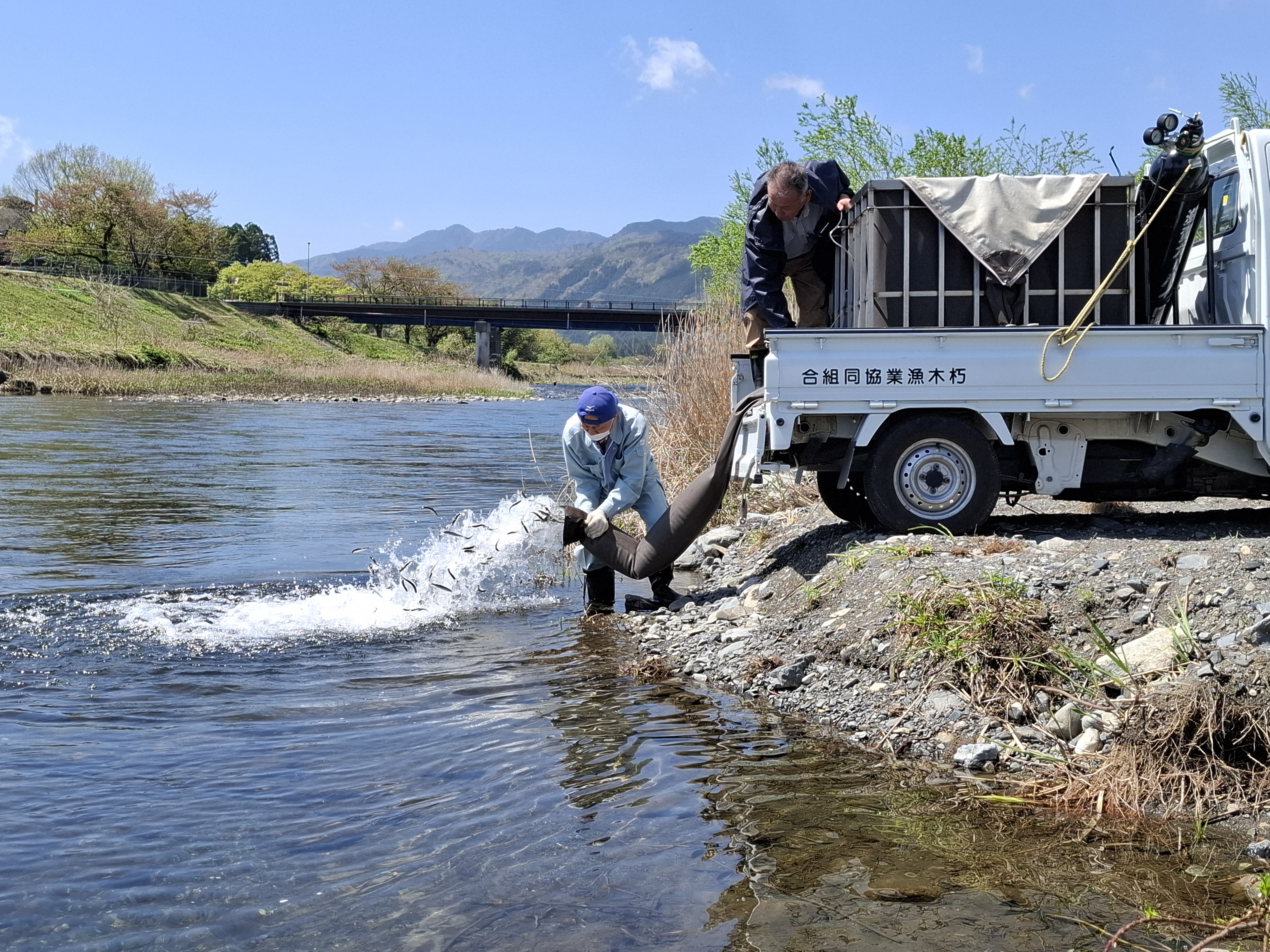 本日、湖産稚鮎６０㎏を放流しました