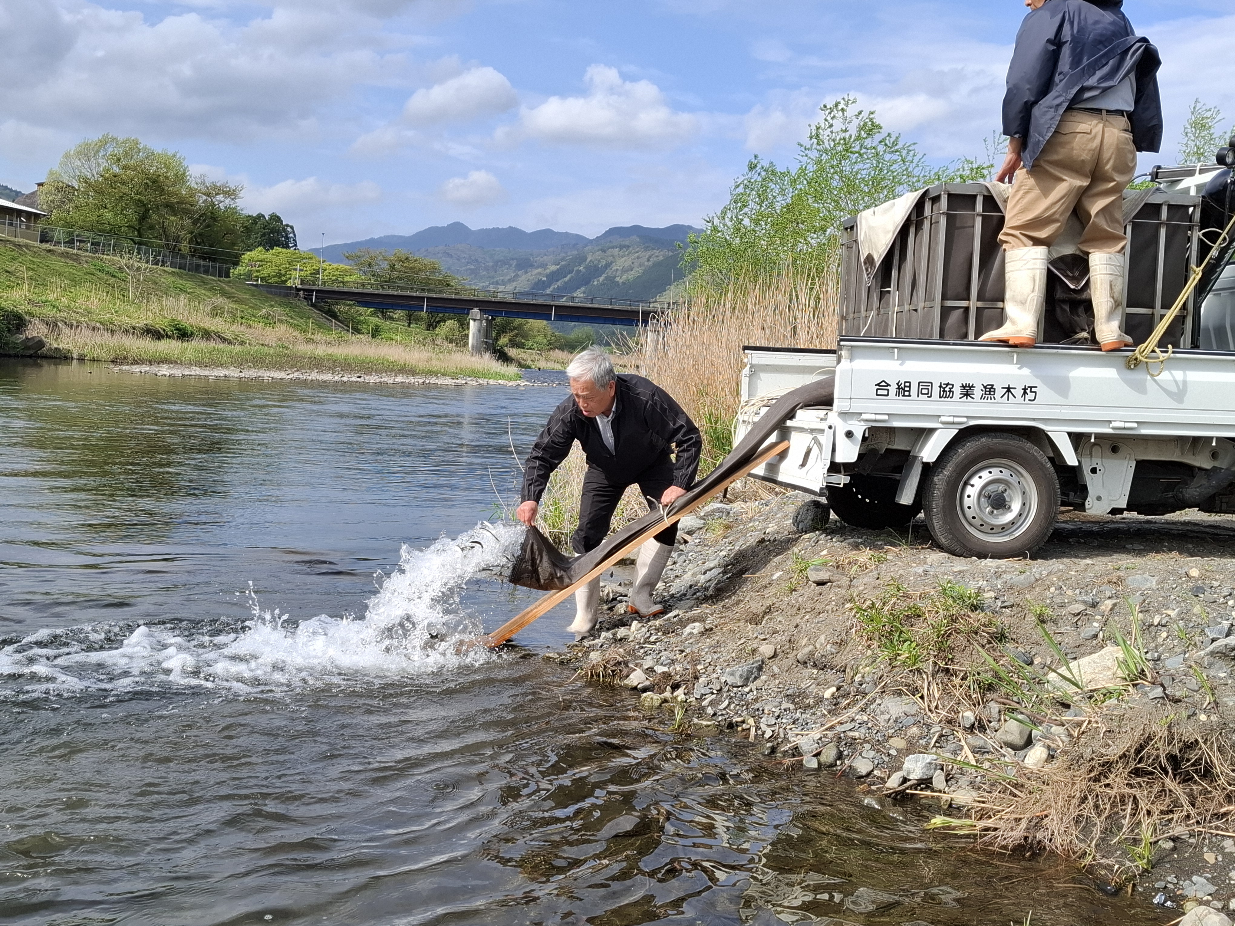 湖産稚鮎、放流しました