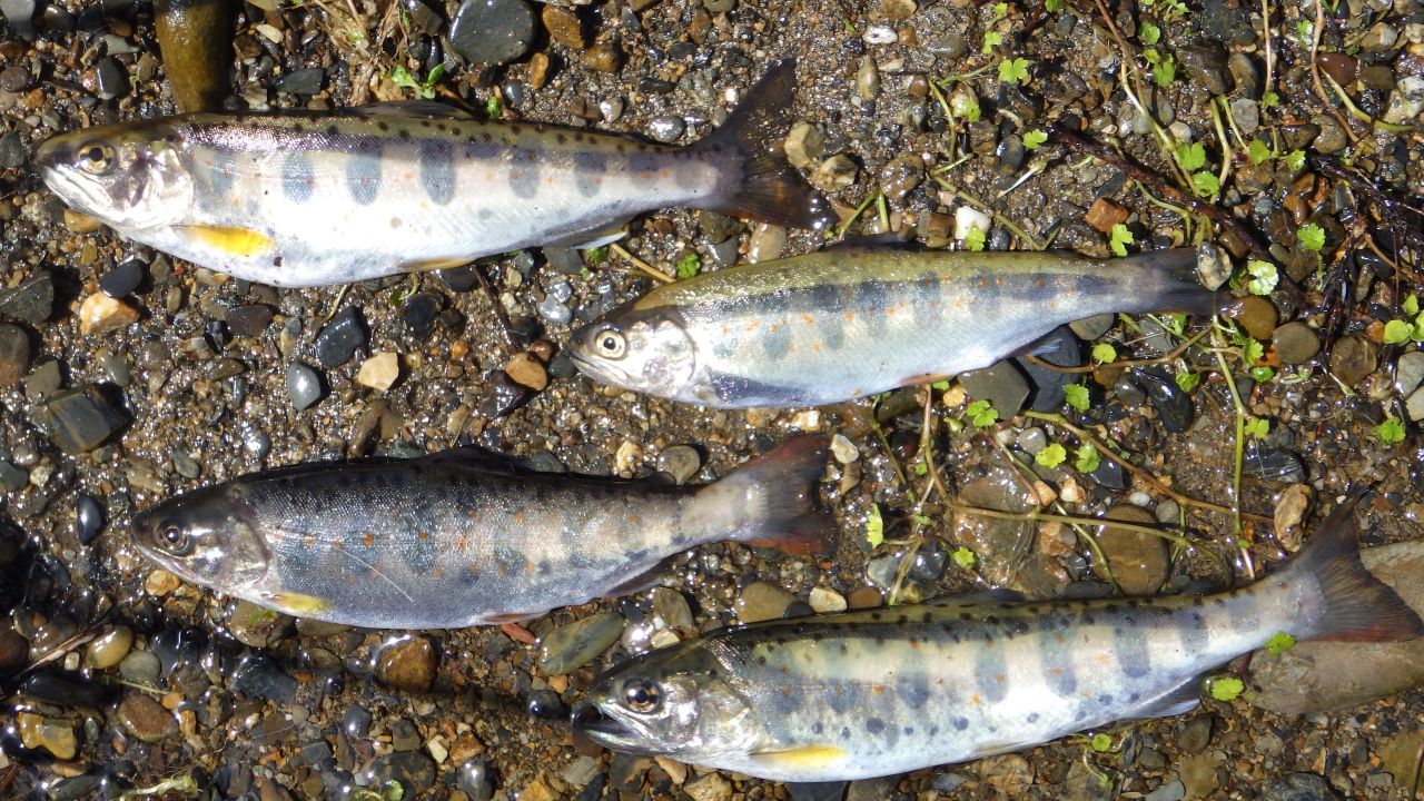 北川での渓流魚の釣果をいただきました🎣