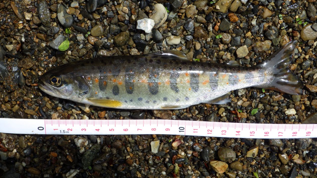麻生川での渓流魚の釣果をいただきました🎣