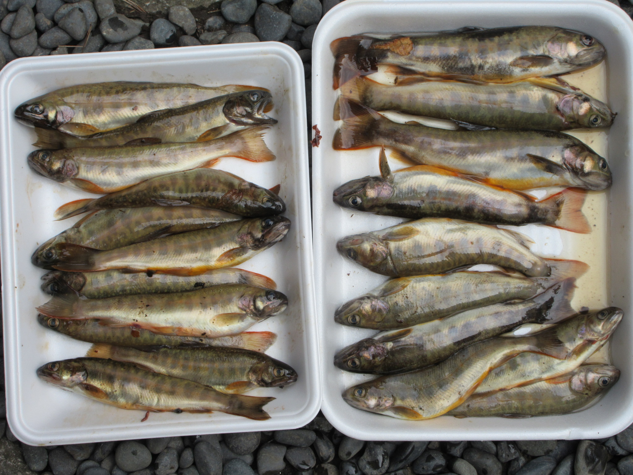 麻生川での渓流魚の釣果をいただきました🎣