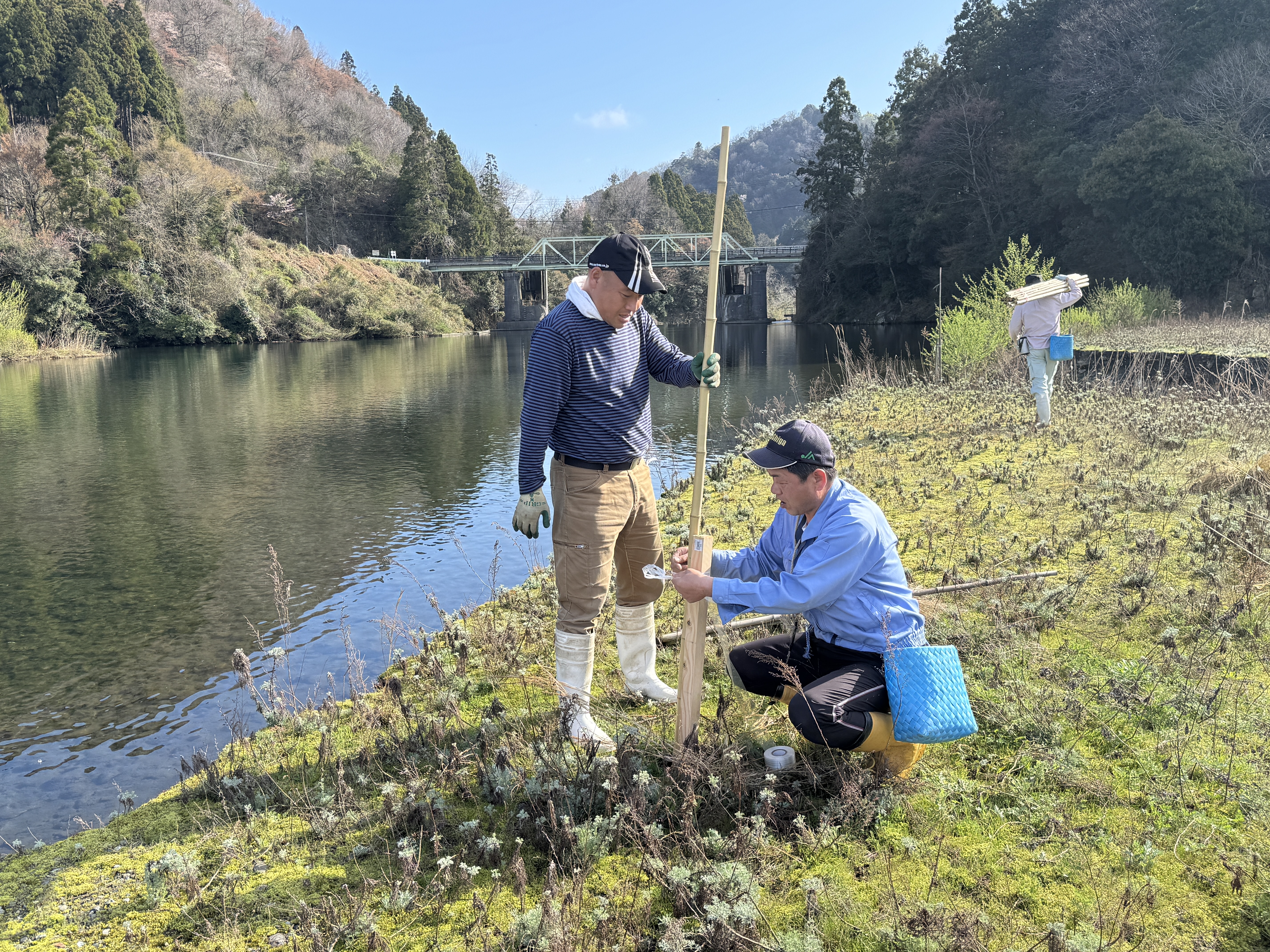 カワウ防除対策に向けて(杭打ち・竹取付け)作業開始　‼️