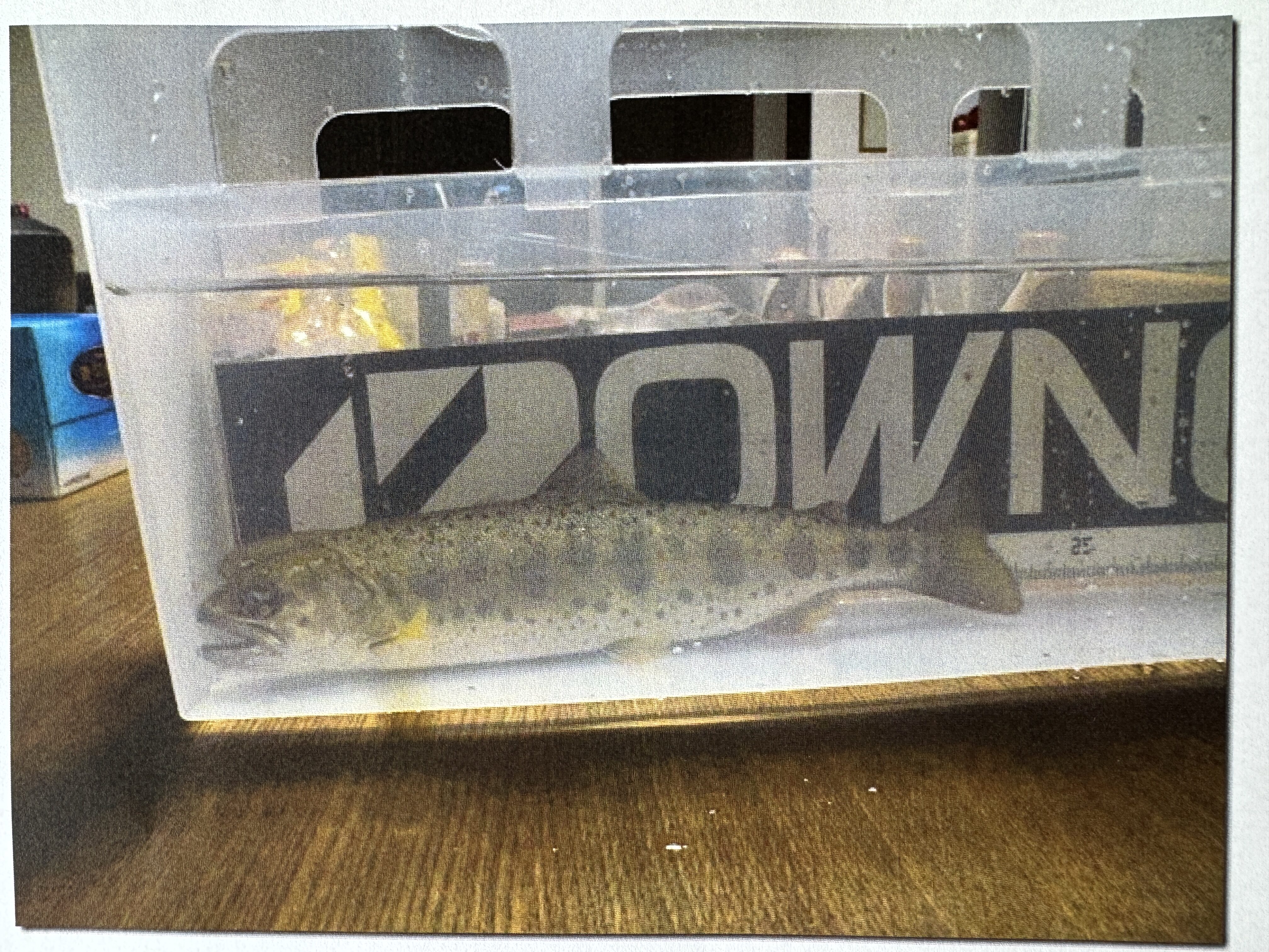 北川での渓流魚の釣果をいただきました🎣