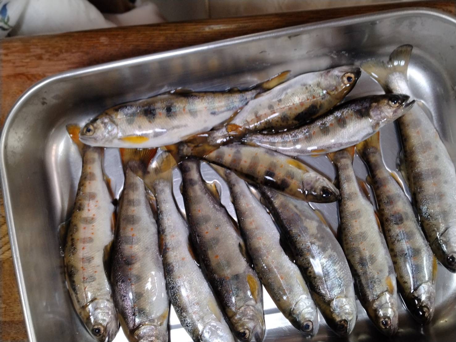 麻生川の渓流魚釣果をいただきました🎣