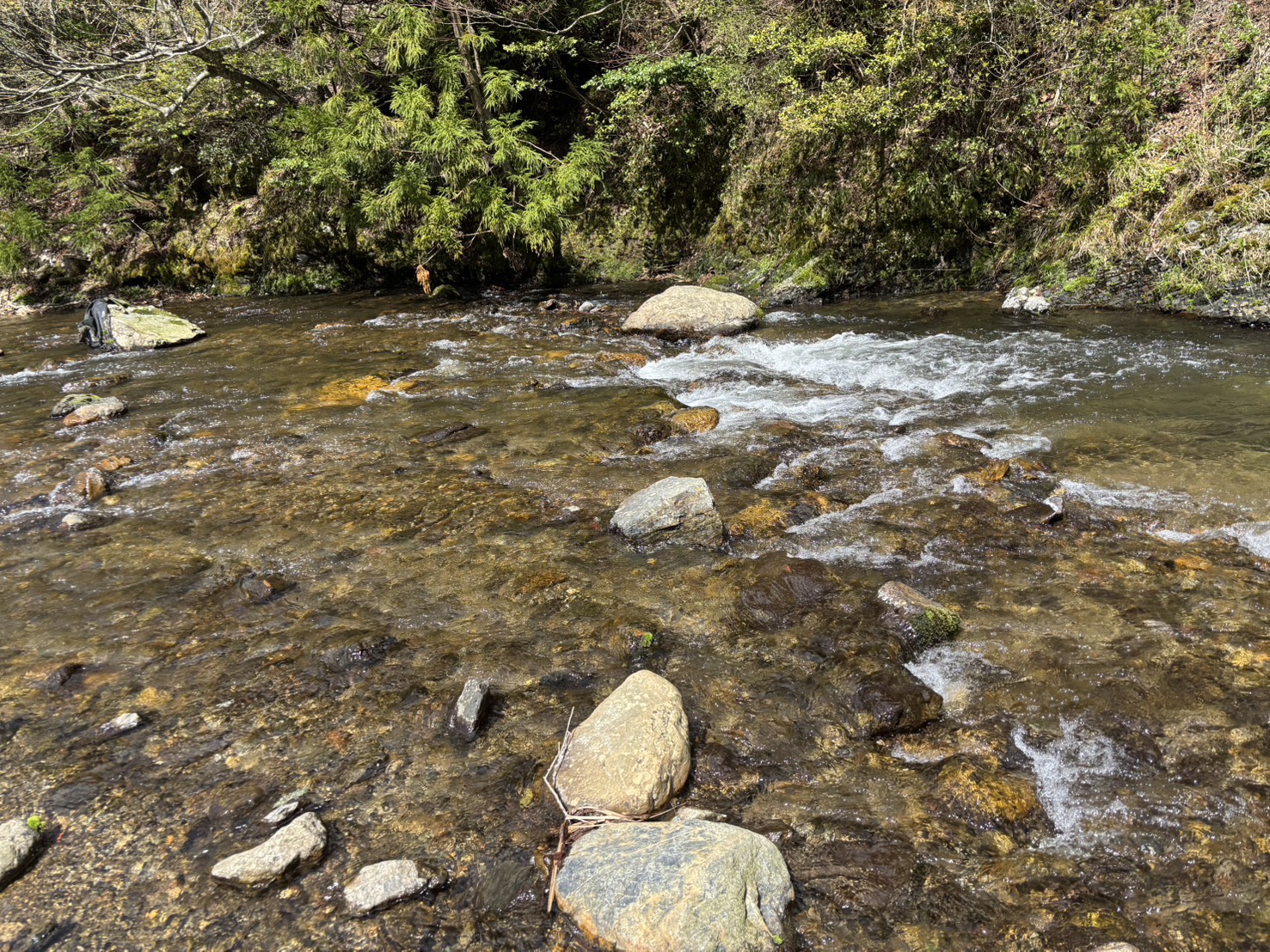 麻生川の渓流魚釣果をいただきました🎣