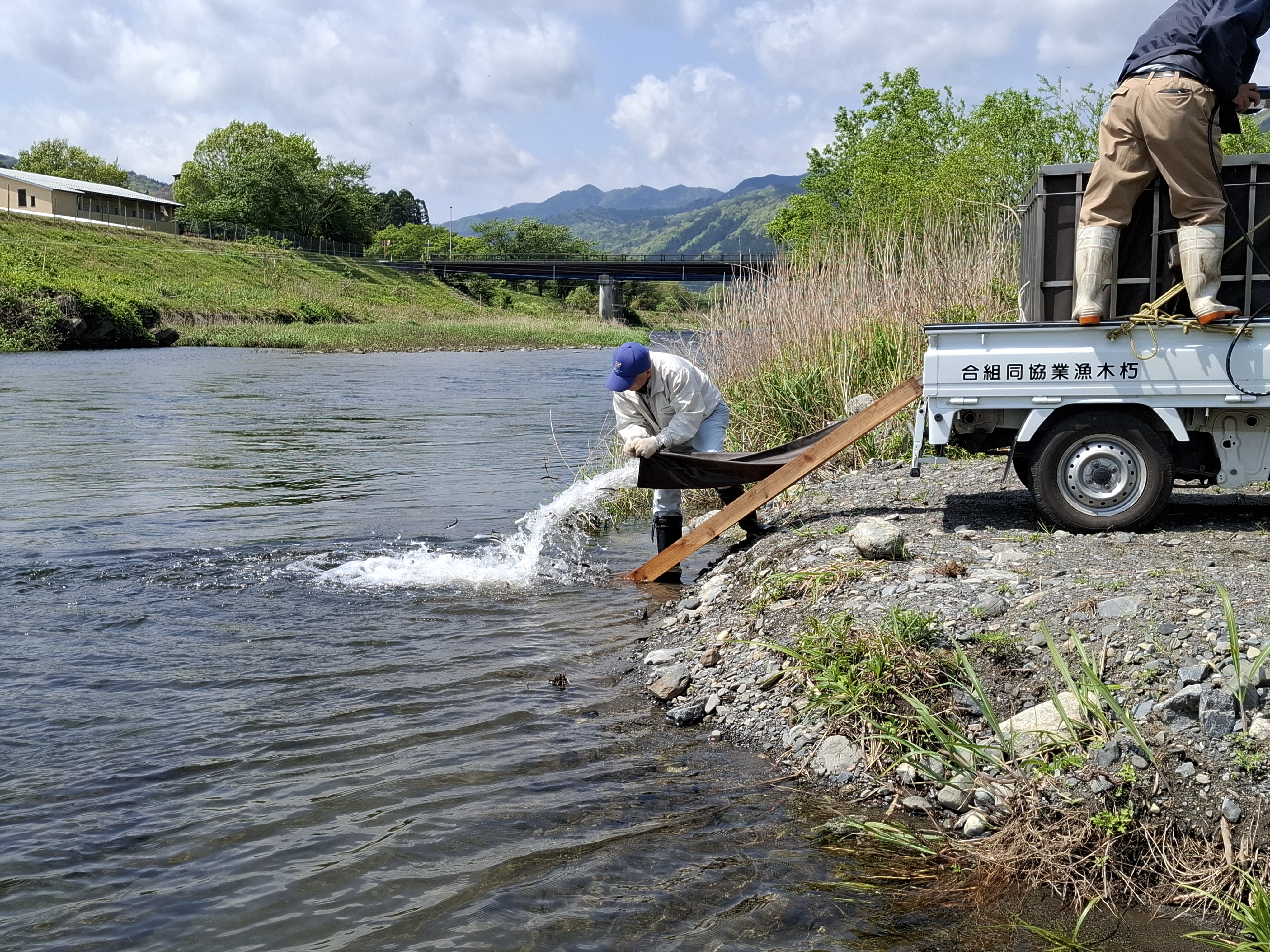 本日、湖産稚鮎６０㎏を放流しました🐟