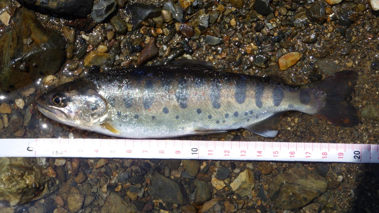 麻生川での渓流魚の釣果をいただきました🎣