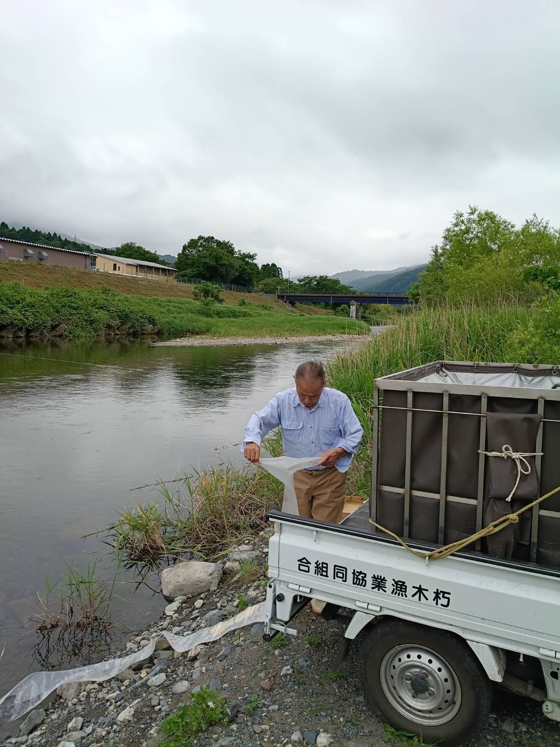 昨日、湖産稚鮎７０㎏を放流しました。
