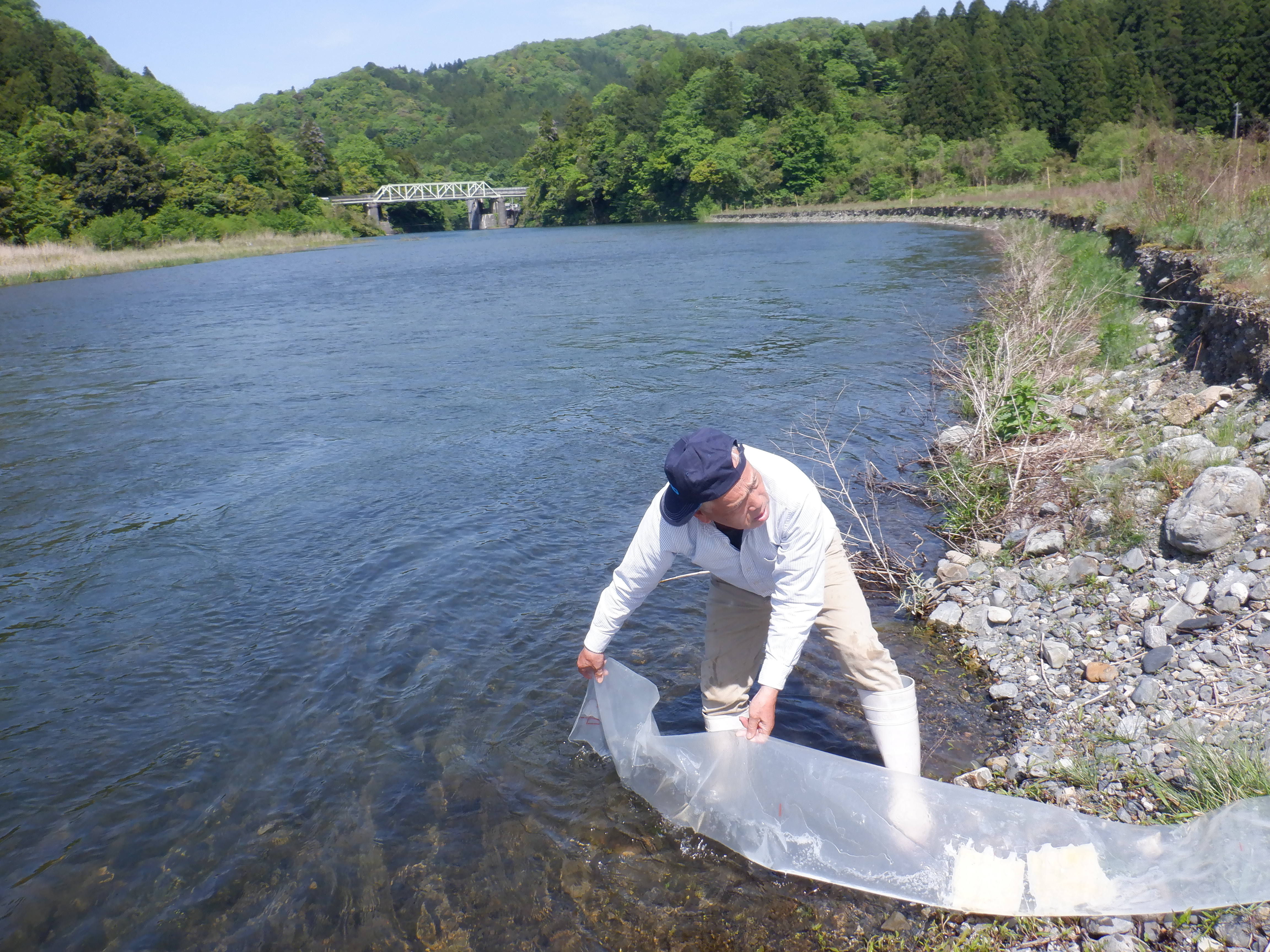 本日午後から、湖産稚鮎１８０㎏を放流しました。