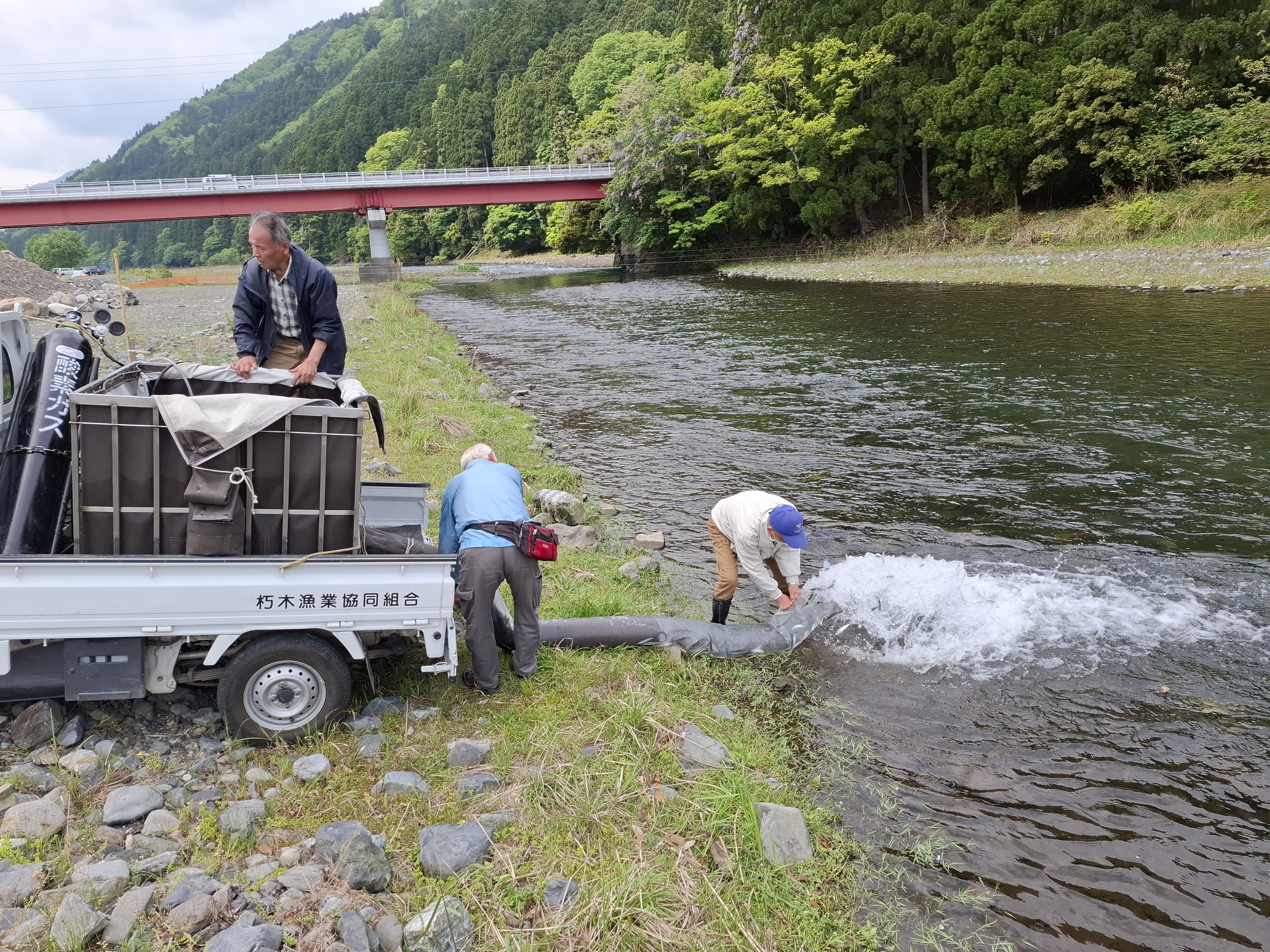本日、湖産稚鮎１２０㎏を放流しました。