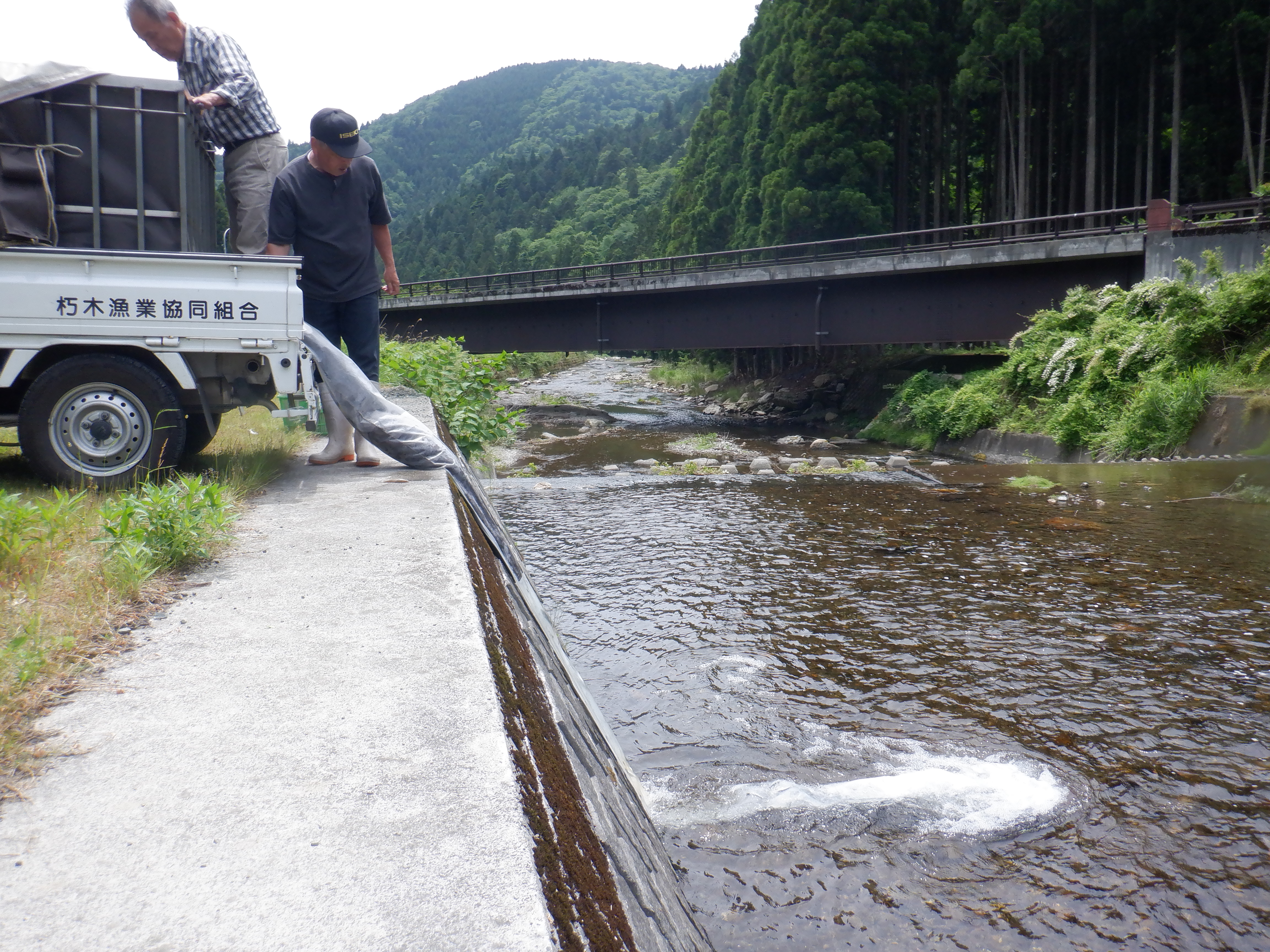 またまた、湖産稚鮎４５㎏を放流しました。