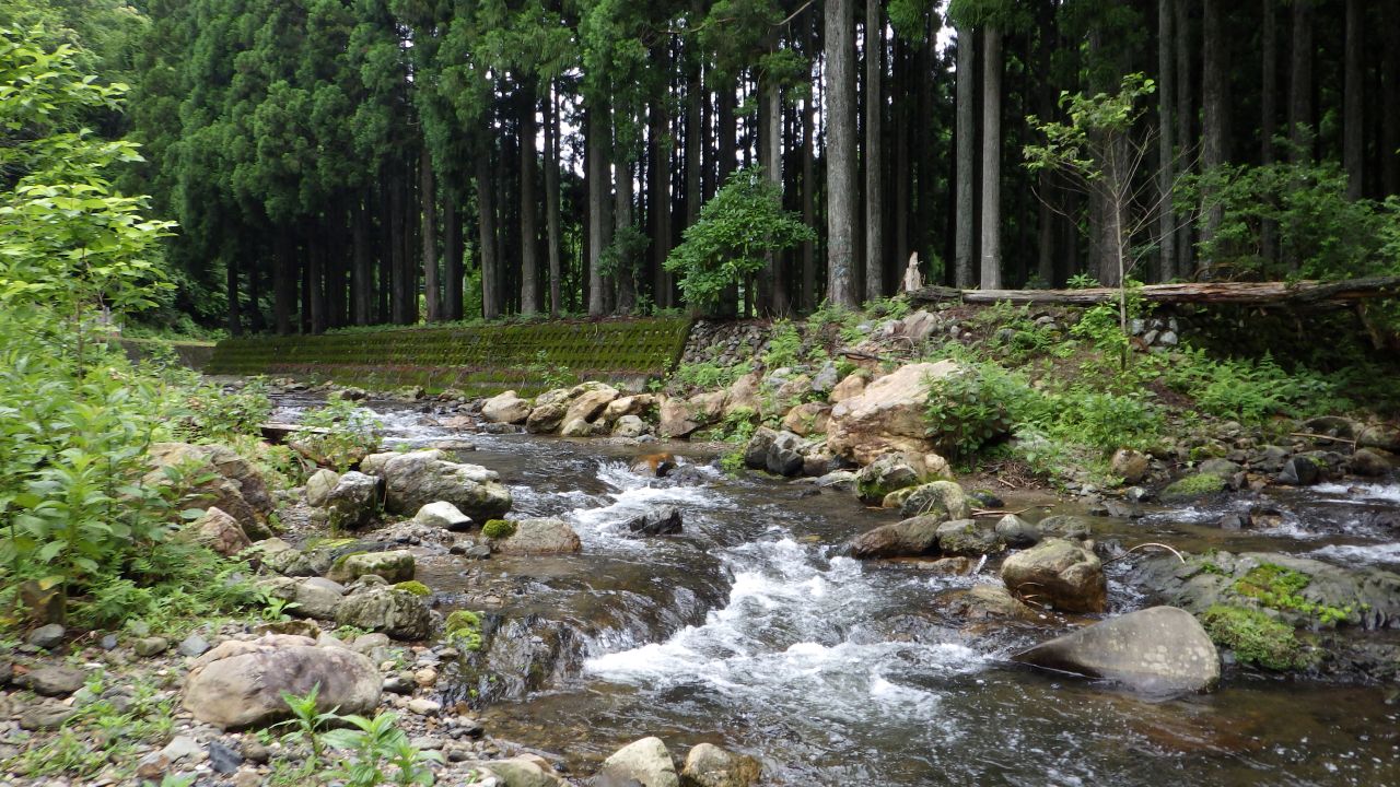 麻生川での渓流魚の釣果をいただきました🎣