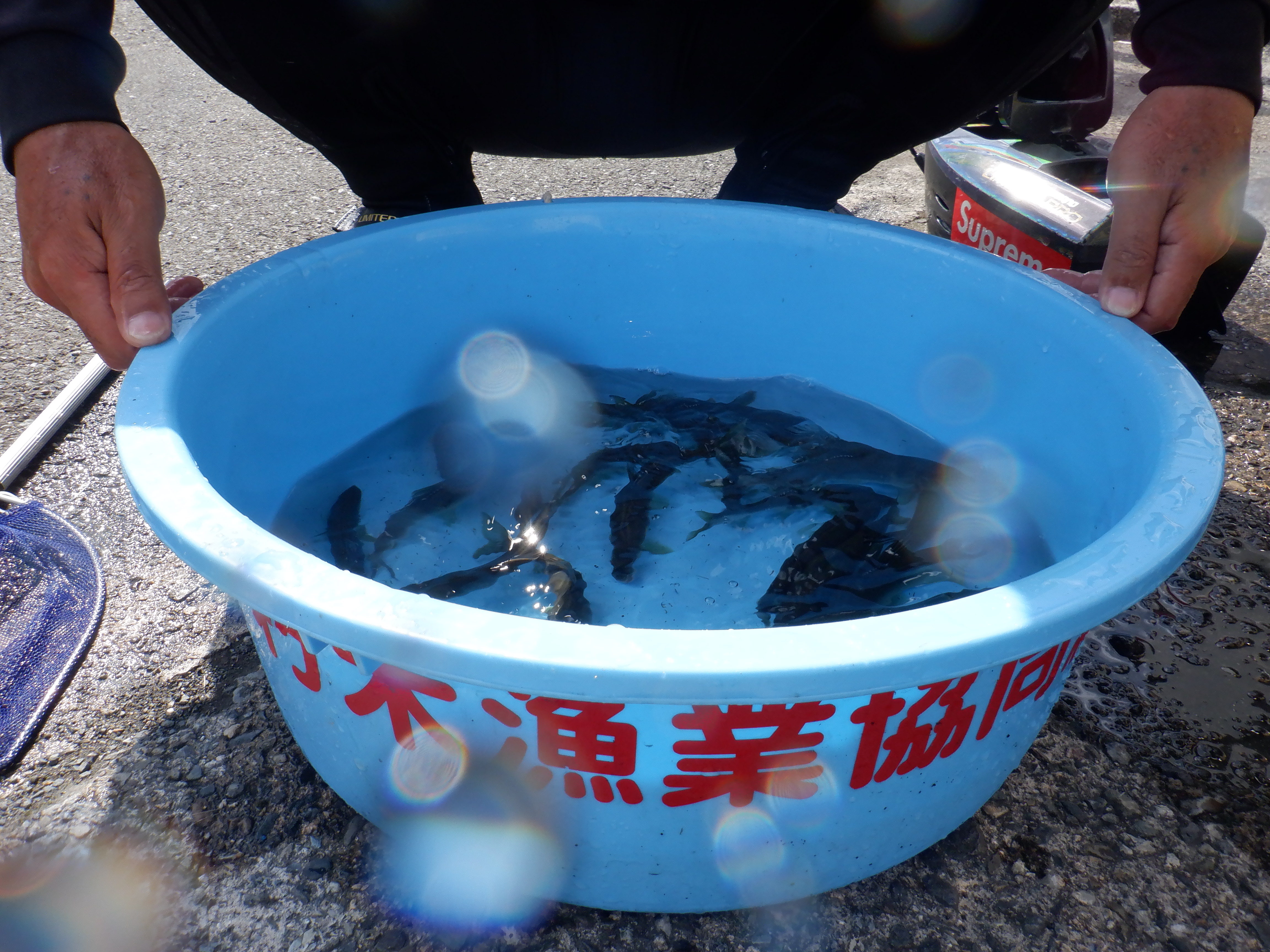 アユの釣果をいただきました🎣