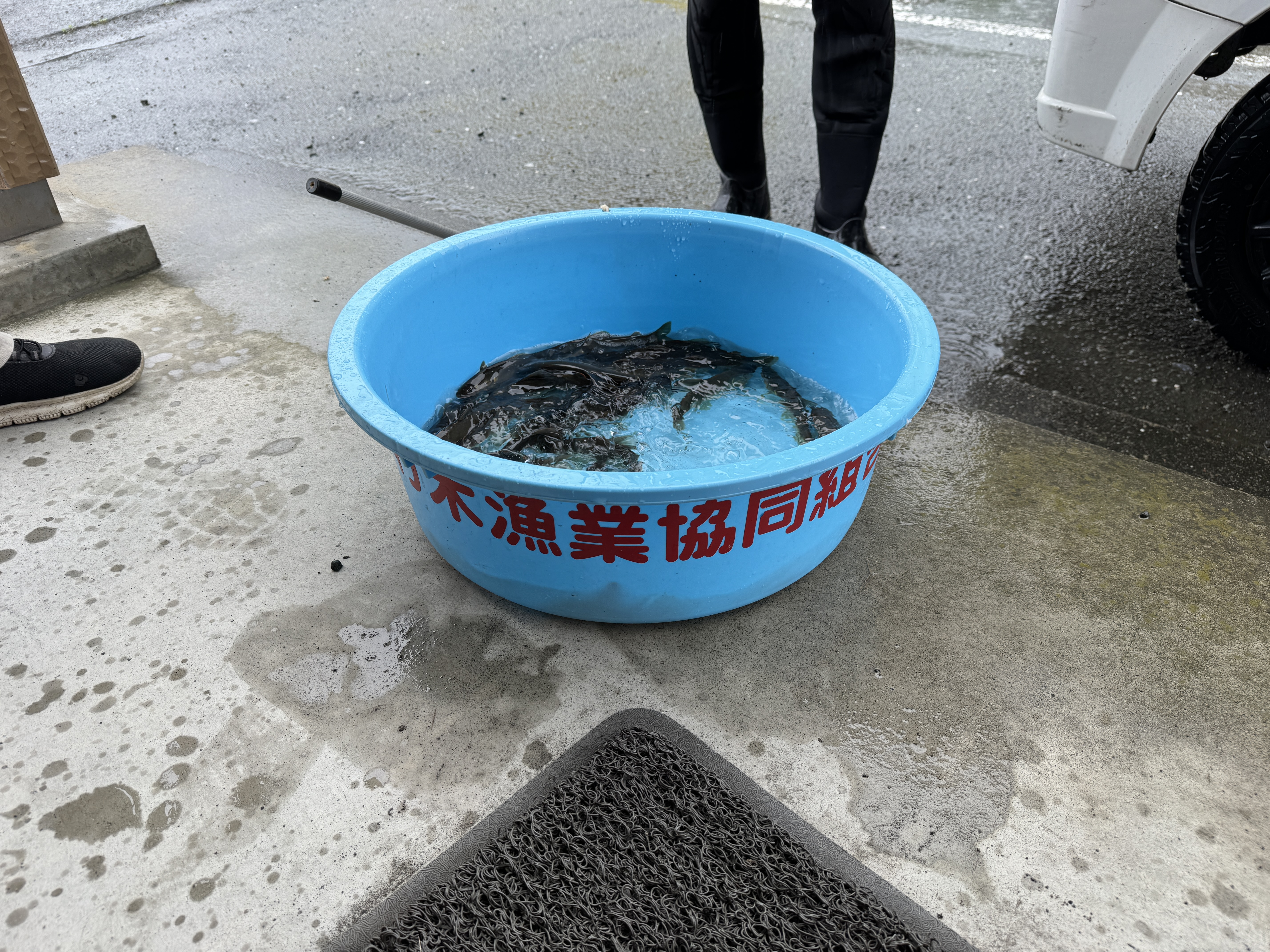 アユ友釣りの釣果をいただきました🎣