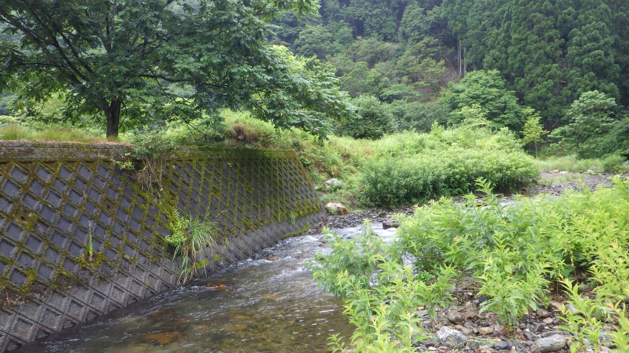 麻生川での渓流魚の釣果をいただきました🎣