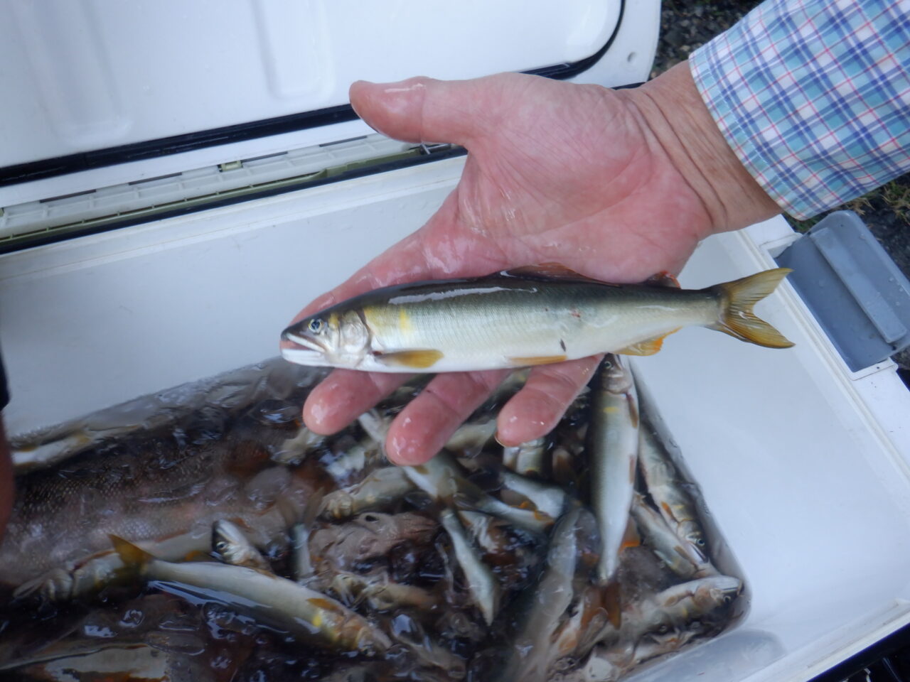本日、アユ引掛の解禁を迎えました。その釣果です