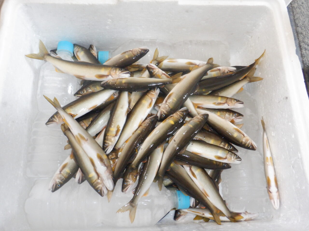アユ引掛の釣果をいただきました🎣