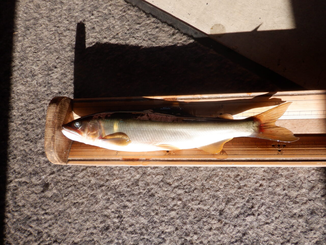 アユ引掛の釣果を頂きました
